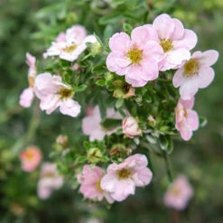 Trädgårdstok 'Pink Beauty' 20-pack -Garden Supplies Sales 2024 hackvaxter tradgardstok pink beauty