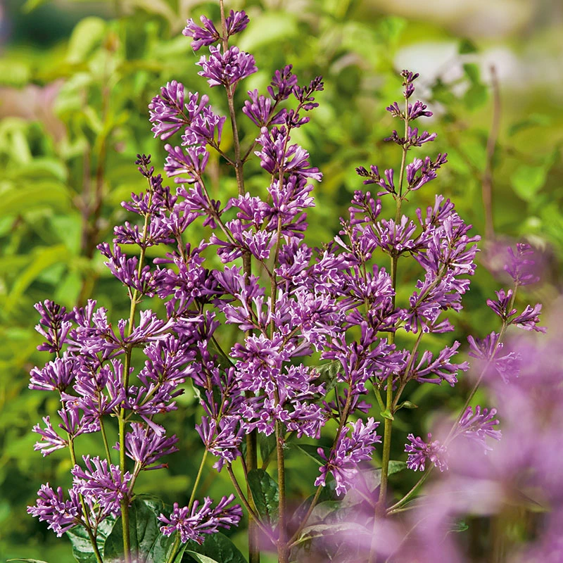 Ungersk Syren 'Oden' E, 20-pack 3 Ungersk Syren 'Oden' E, 20-pack