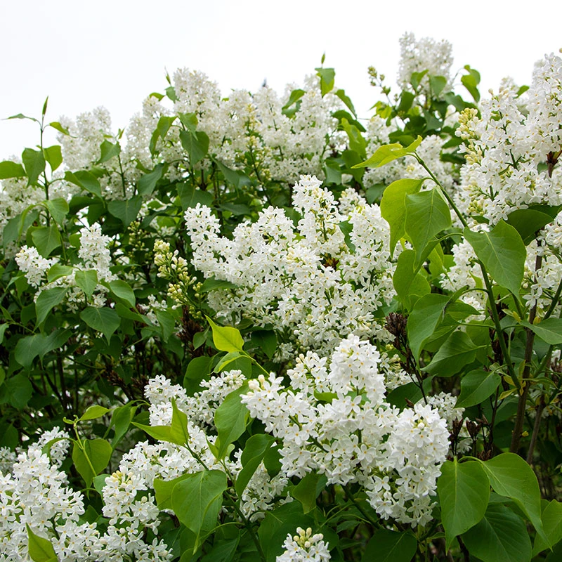 Vit Syren 20-pack 3 Vit Syren 20-pack