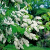 Hägg 50-80 Cm, 100-pack -Garden Supplies Sales 2024 hagg prunus padus