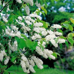 Hägg 50-80 Cm, 100-pack