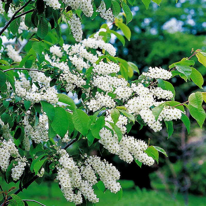 Hägg 50-80 Cm, 100-pack 3 Hägg 50-80 Cm, 100-pack