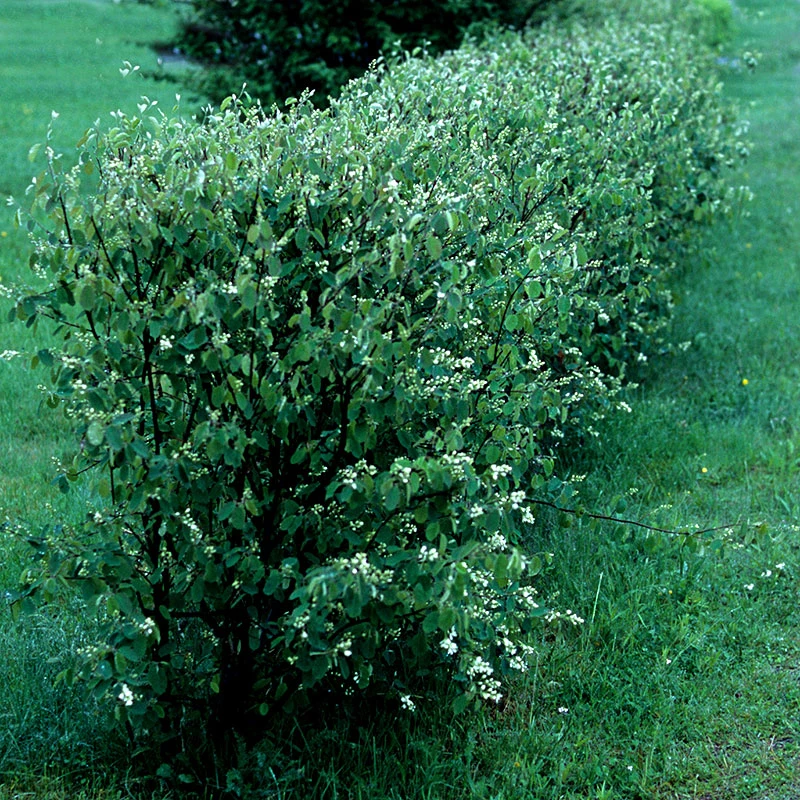 Häggmispel 50-80 Cm, 10-pack 3 Häggmispel 50-80 Cm, 10-pack