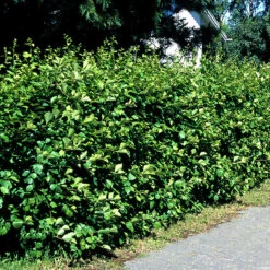 Hagtorn 10-pack 5 Hagtorn 10-pack -Garden Supplies Sales 2024 hagtorn crataegus grayana