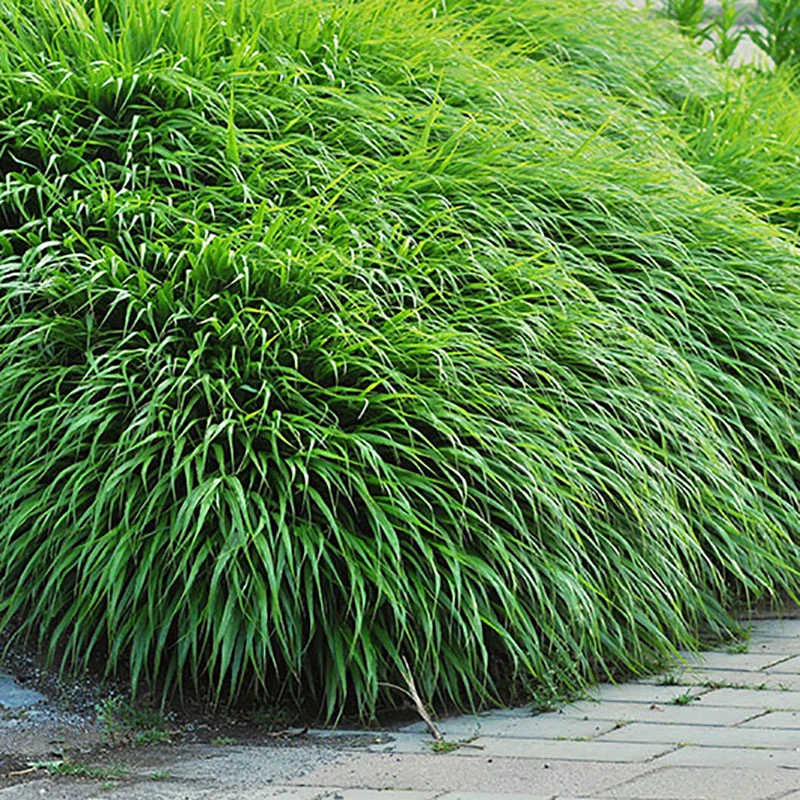 Hakonegräs, 3-pack 3 Hakonegräs, 3-pack