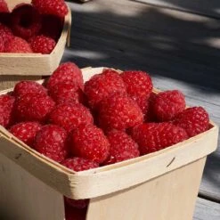 Trädgårdshallon 'Malling Promise', 1-pack -Garden Supplies Sales 2024 hallon inspirationsbild 2