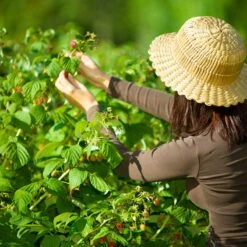 Trädgårdshallon 'Malling Promise', 1-pack -Garden Supplies Sales 2024 hallonbuske inspirationsbild 2