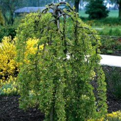 Hängkaragan, Caragana Arborescens 'Pendula'