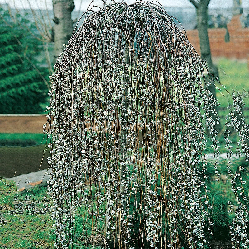 Hängsälg, Salix Caprea 'Kilmarnock', 60 Cm 3 Hängsälg, Salix Caprea 'Kilmarnock', 60 Cm
