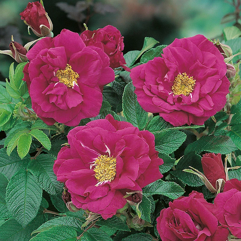 Ros 'Hansa' 4 Ros 'Hansa' - Image 2