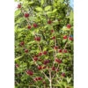 Hårig Kryddbuske, 1-pack -Garden Supplies Sales 2024 harig kryddbuske Calycanthus florida Hartlage Wine