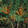 Havtorn 'Julia' -Garden Supplies Sales 2024 havtorn hippophae rhamnoides 1
