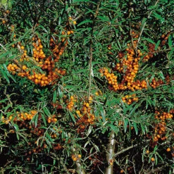 Havtorn 'Lotta' E -Garden Supplies Sales 2024 havtorn hippophae rhamnoides 4