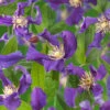 Klematis 'Blue Pirouette' -Garden Supplies Sales 2024 helbladig klematis blue pirouette
