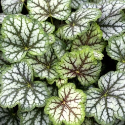 Gazebo Parts Direct Sales Store -Garden Supplies Sales 2024 heuchera green spice alunrot