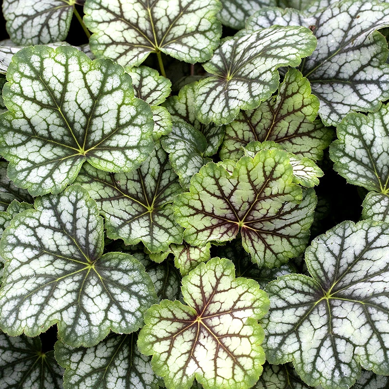 Alunrot 'Green Spice', 3-pack 4 Alunrot 'Green Spice', 3-pack - Image 2