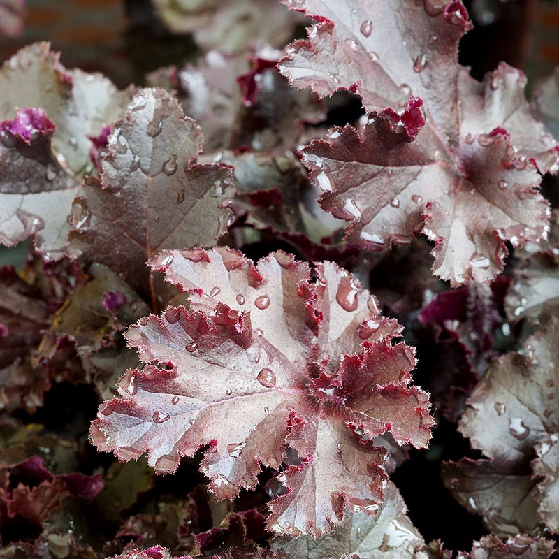 Alunrot 'Melting Fire', 3-pack 3 Alunrot 'Melting Fire', 3-pack