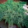 Himalaya-en 'Blue Swede' 25-30 Cm -Garden Supplies Sales 2024 himalya en blue swede