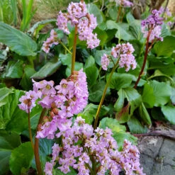 Hjärtbergenia 'Möja', 3-pack -Garden Supplies Sales 2024 hjartbergenia bergenia cordifolia moja