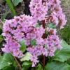 Hjärtbergenia 'Möja', 3-pack -Garden Supplies Sales 2024 hjartbergenia moja