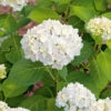 Hortensia 'Endless Summer The Bride' -Garden Supplies Sales 2024 hortensia hydrangea mac endless summer the bride