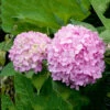 Hortensia 'Endless Summer' -Garden Supplies Sales 2024 hortensia hydrangea macrophylla endless summer