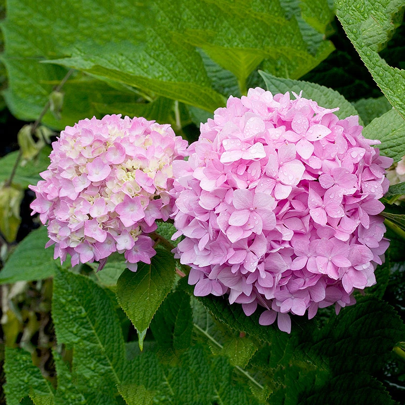 Hortensia 'Endless Summer' 3 Hortensia 'Endless Summer'