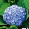 Hortensia 'Nikko Blue' -Garden Supplies Sales 2024 hortensia hydrangea macrophylla nikko blue