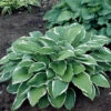 Blomsterfunkia 'Francee', 3-pack -Garden Supplies Sales 2024 hosta fortunei francee blomsterfunkia