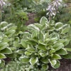 Blomsterfunkia 'Patriot', 3-pack 2 Blomsterfunkia 'Patriot', 3-pack -Garden Supplies Sales 2024 hosta fortunei patriot blomsterfunka