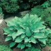 Funkia 'Krossa Regal', 3-pack 2 Funkia 'Krossa Regal', 3-pack -Garden Supplies Sales 2024 hosta krossa regal funkia