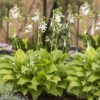 Doftfunkia 'Royal Standard', 3-pack -Garden Supplies Sales 2024 hosta royal standard doftfunkia