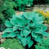 Blåfunkia, 3-pack -Garden Supplies Sales 2024 hosta tardiana halcon blafunkia