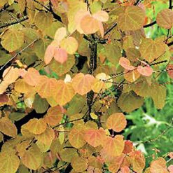 Katsura -Garden Supplies Sales 2024 hostfarger hos katsura