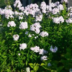 Höstflox 'Ingeborg Från Nybro', 3-pack -Garden Supplies Sales 2024 hostflox Ingeborg fran nybro 2