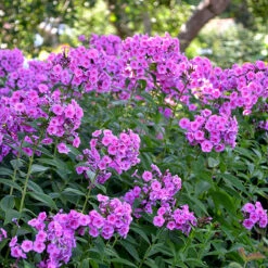 Höstflox 'Morfar Albert', 3-pack -Garden Supplies Sales 2024 hostflox phlox paniculata morfar alberg