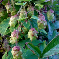 Humle 5 Humle -Garden Supplies Sales 2024 humleblommor