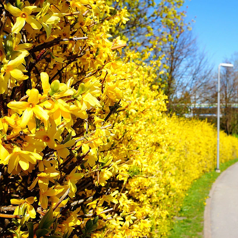 Hybridforsythia 'Freja' E, 10-pack 4 Hybridforsythia 'Freja' E, 10-pack - Image 2