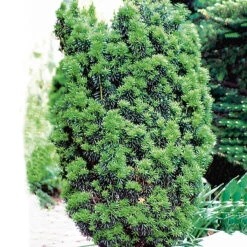 Hybrididegran 'Hicksii' 50-60 Cm