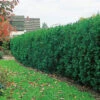 Hybrididegran 1L, 100-pack -Garden Supplies Sales 2024 hybrididegran taxus media hicksii hackvaxt 1