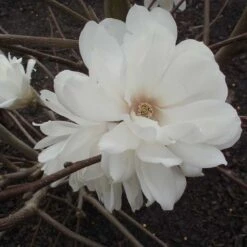 Hybridmagnolia 'Wildcat', 5-pack -Garden Supplies Sales 2024 hybridmagnolia wildcat 2 1