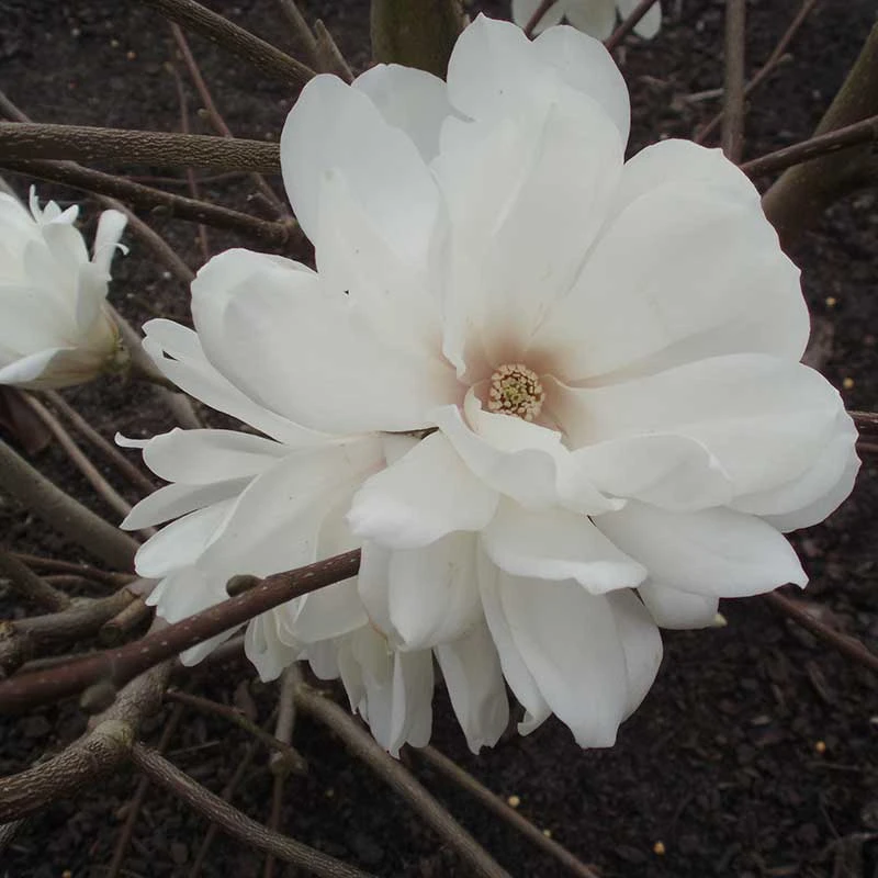 Hybridmagnolia 'Wildcat', 1-pack 4 Hybridmagnolia 'Wildcat', 1-pack - Image 2