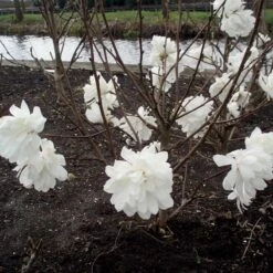 Hybridmagnolia 'Wildcat', 5-pack -Garden Supplies Sales 2024 hybridmagnolia wildcat 3 1