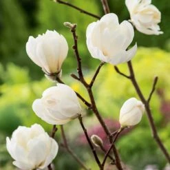 Hybridmagnolia 'Wildcat', 1-pack 9 Hybridmagnolia 'Wildcat', 1-pack -Garden Supplies Sales 2024 hybridmagnolia wildcat 4 2