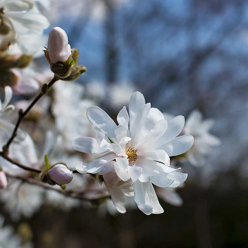 Hybridmagnolia 'Wildcat', 1-pack 3 Hybridmagnolia 'Wildcat', 1-pack