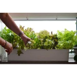 Hydroponiskt Odlingssystem Harvy, Startpaket Vitt -Garden Supplies Sales 2024 hydroponiskt odlingssystem harvey sallad