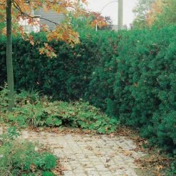 Idegran Hillii, 10-pack -Garden Supplies Sales 2024 idegran hillii 2 3