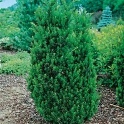 Idegran Hillii, 5-pack