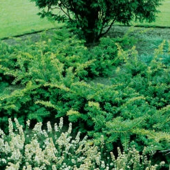 Idegran 'Summergold' 30-40 Cm