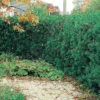 Idegran 1L, 100-pack 1 Idegran 1L, 100-pack -Garden Supplies Sales 2024 idegran taxus media hillii hackvaxt 1